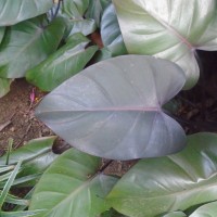 Philodendron